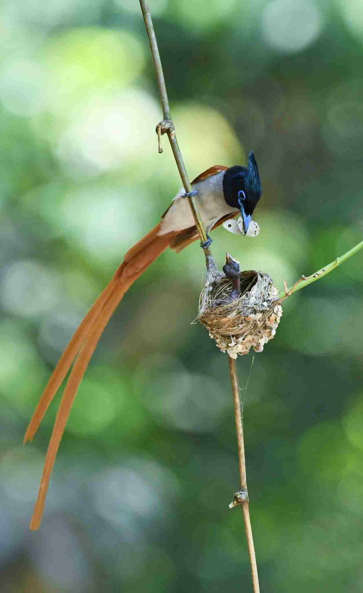 Indian Paradise Flycatcher